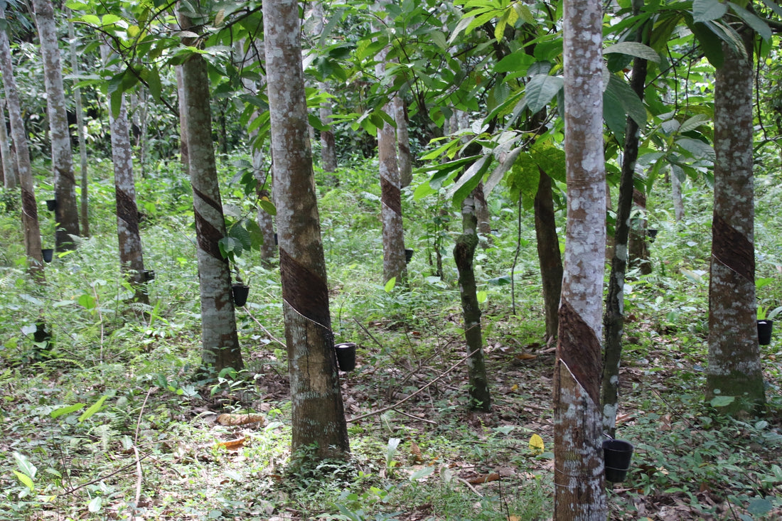 The Rubber Tree: A Natural Marvel with Profound Economic Significance