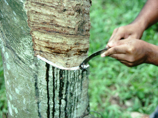 Unlocking the Secrets of Rubber Tree Tapping: Origins, Crafting, and Precision